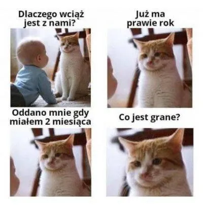 Kot nie rozumie sytuacji