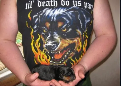 Matching Rottweiler Shirt and Puppy