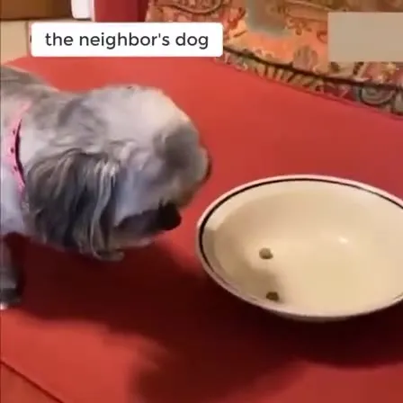 Neighbor's Dog Diet Challenge