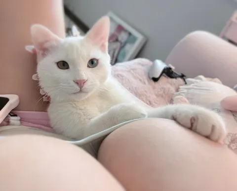 Кот на груди