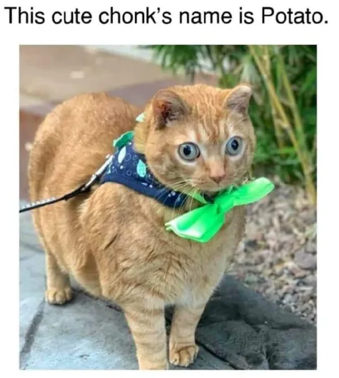 Cute Chonk Named Potato