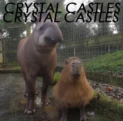 Crystal Castles Capybara and Tapir