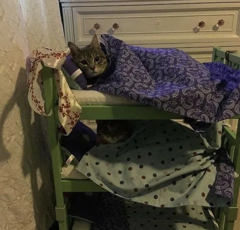 Коты спят на двухъярусной кровати