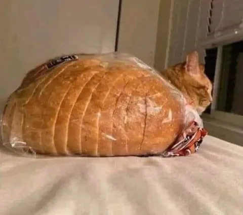 Кот в буханке хлеба