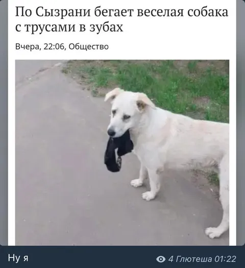 Весёлая собака с трусами