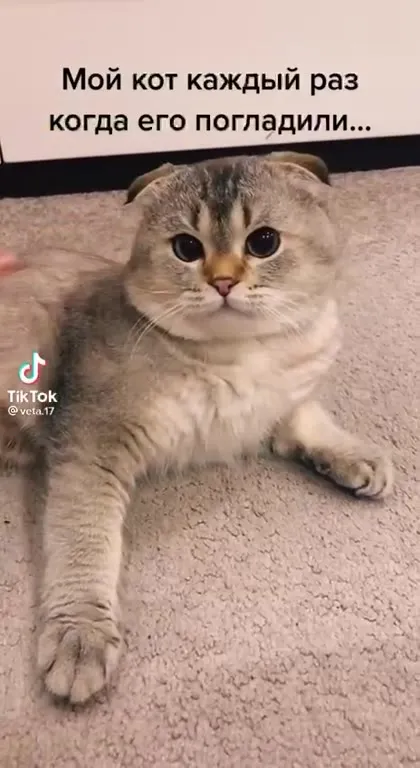Кот после поглаживания