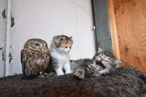 Котёнок зевает рядом с совой
