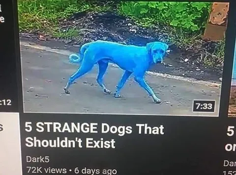5 Strange Dogs That Shouldn't Exist