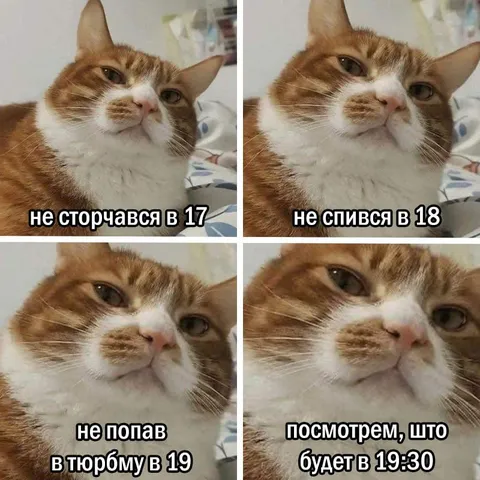 Кот переживает за 19:30