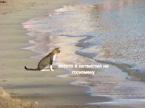 Кот натвиттил на госизмену