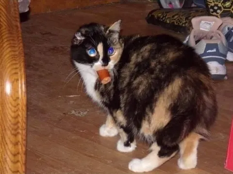 Кошка с колбасой во рту