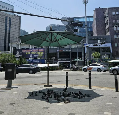 비둘기들의 단체 피서