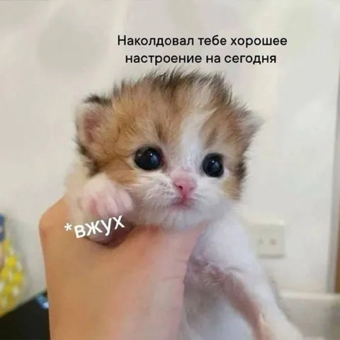 Котёнок с хорошим настроением