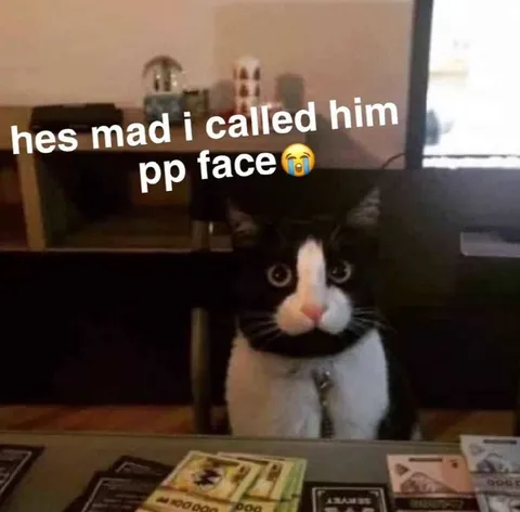 Cat With A Pp Face