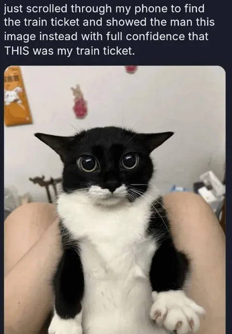 Cat Mistaken for Train Ticket
