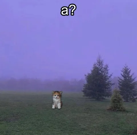 Confused Kitten in the Fog
