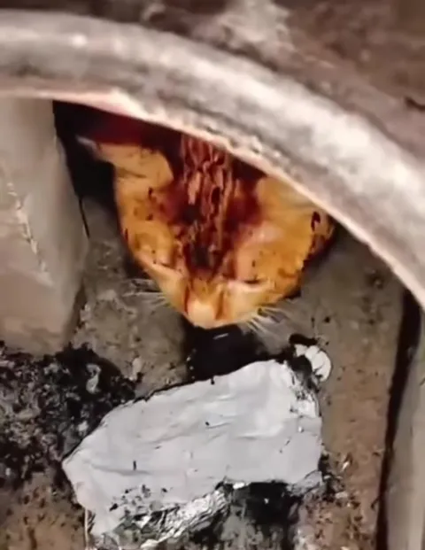 Кота варят как суп