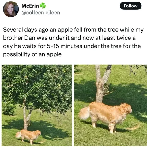 Waiting for Another Apple