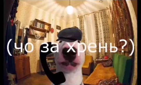 Корова звонит в шоке