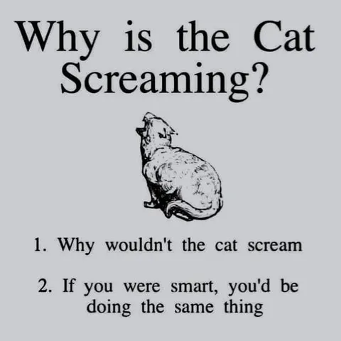 Why Is the Cat Screaming
