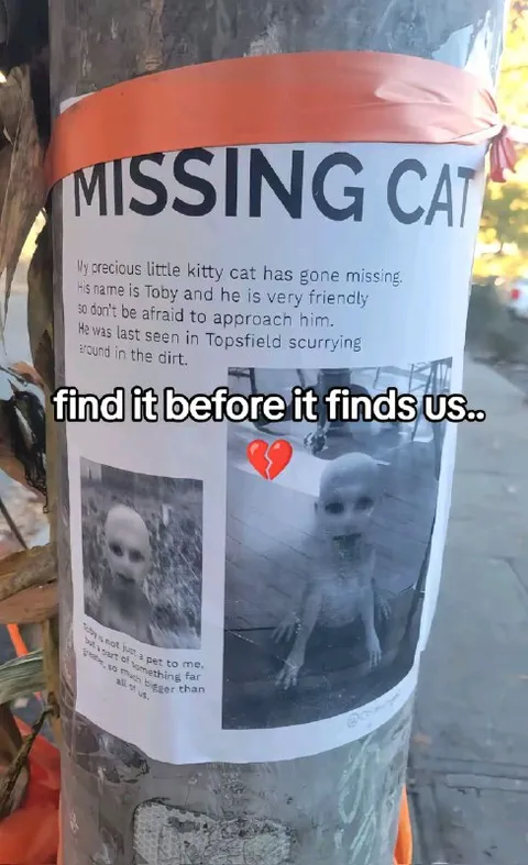 Missing Cat Finds Us