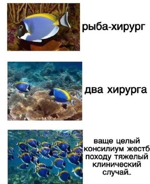 Консилиум рыб-хирургов