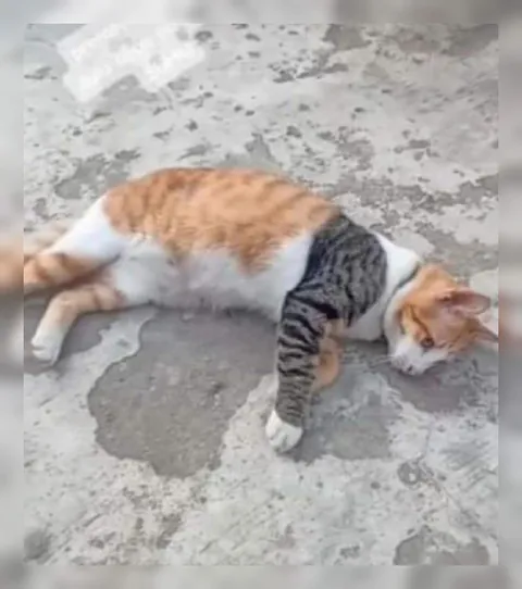Кот лежит без сил