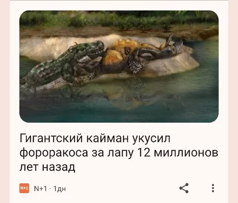 Кайман укусил форакокоса