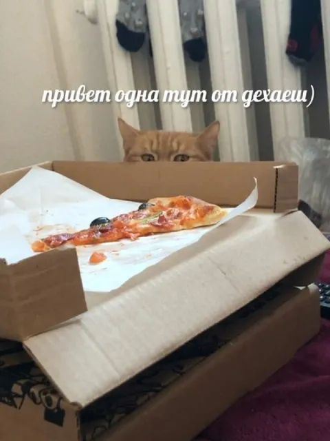 Кот выглядывает из коробки с пиццей