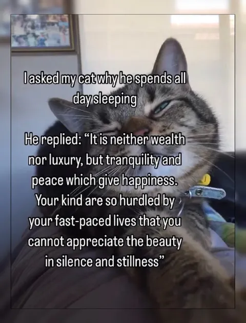 Cat Explains the Beauty of Stillness