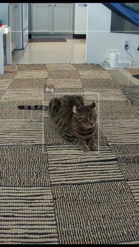 Cat Pretending to Be a Dog