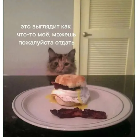 Кот просит вернуть своё