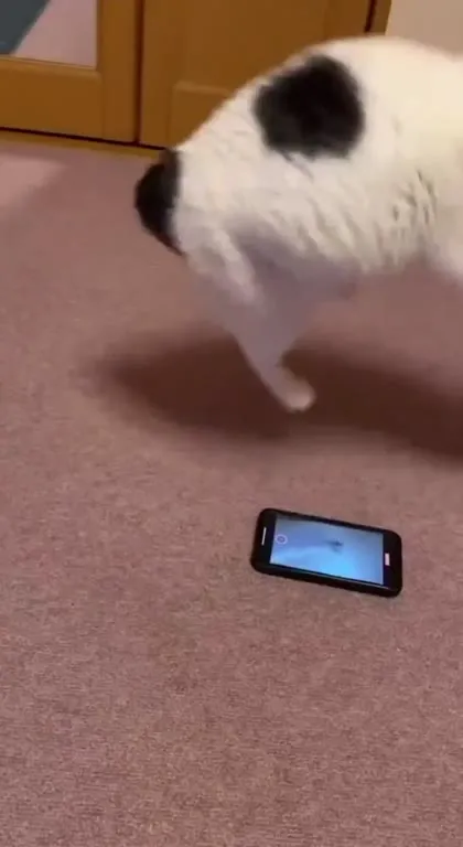Кот танцует под TAP
