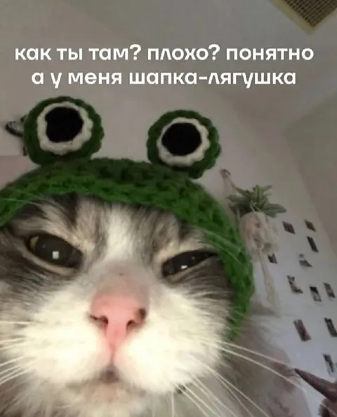 Кот в шапке-лягушке