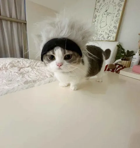 Кот с причёской учёного