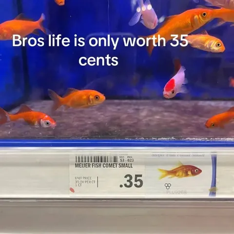 Fish Life Is Worth 35 Cents
