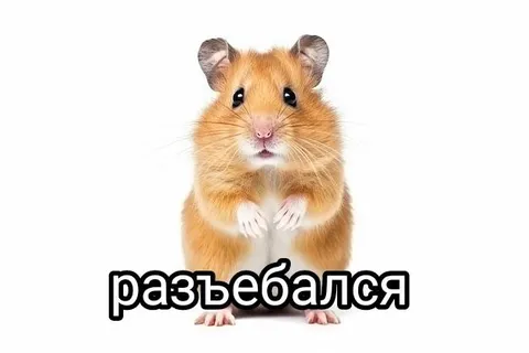 Разъебался хомяк