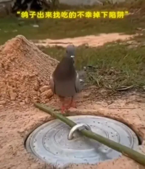 鸽子掉进陷阱后变成海鸥