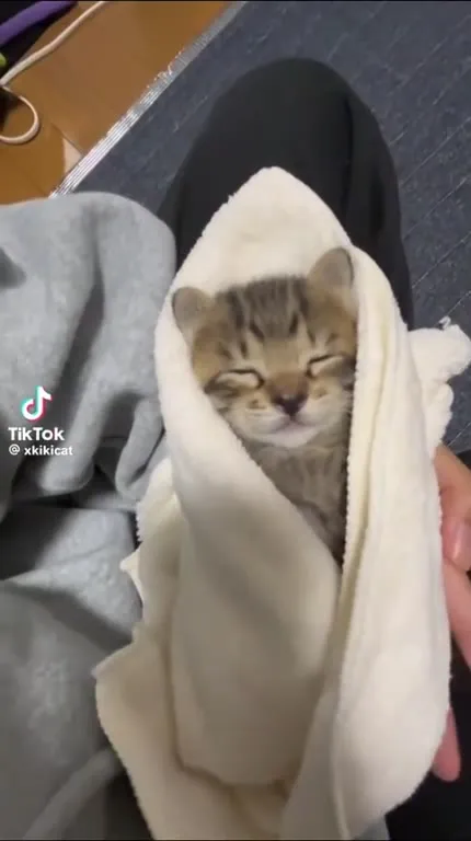Котёнок в белом одеяле