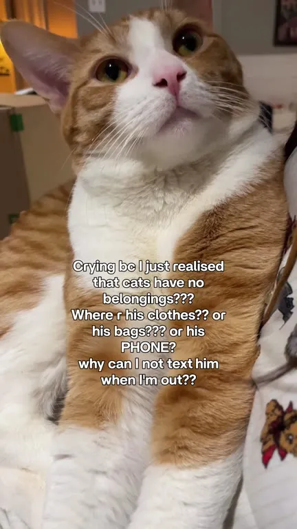 Cat Cries Over Missing Belongings