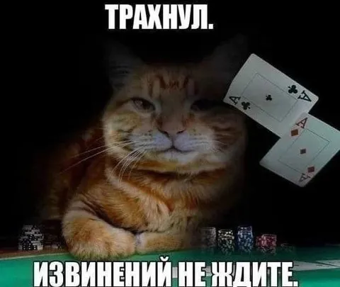 Кот за покерным столом