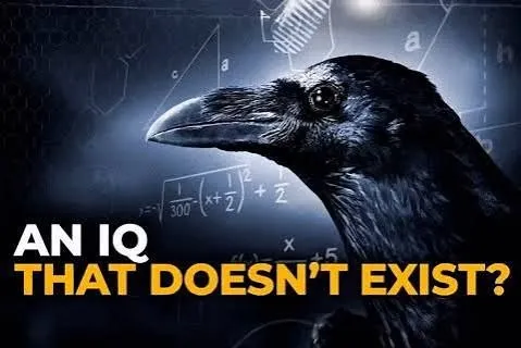 An IQ That Doesn't Exist