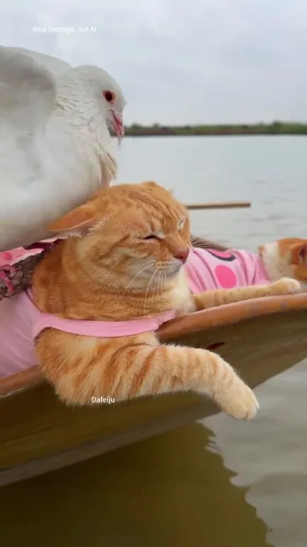 Cats Boating With a Pigeon