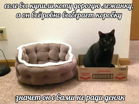 Кот выбирает коробку вместо лежанки