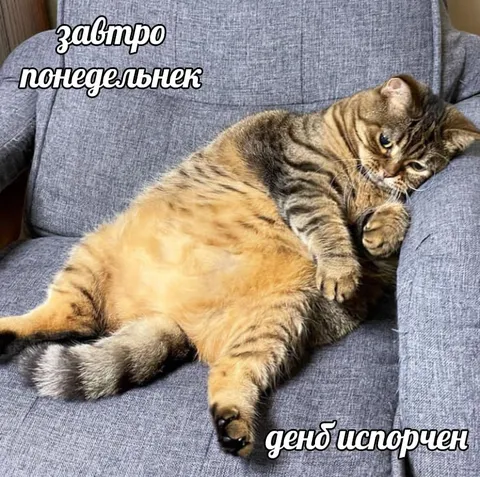 Кот переживает понедельник