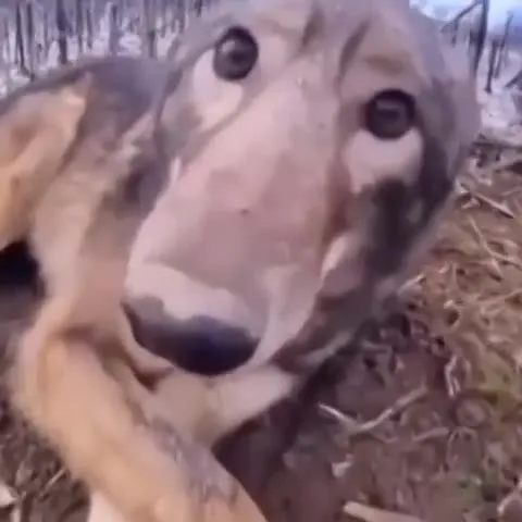 Собака лезет прямо в камеру