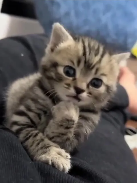 Котёнок с икотой