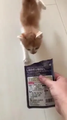Кот пытается достать пакетик