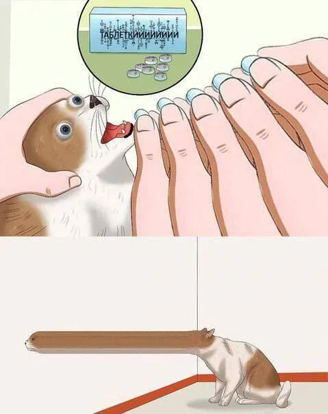 Кот просит таблетки