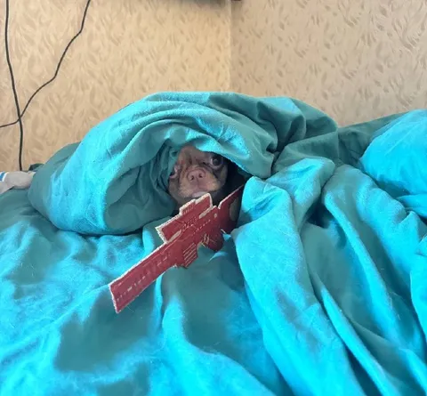Обезьяна прячется под одеялом